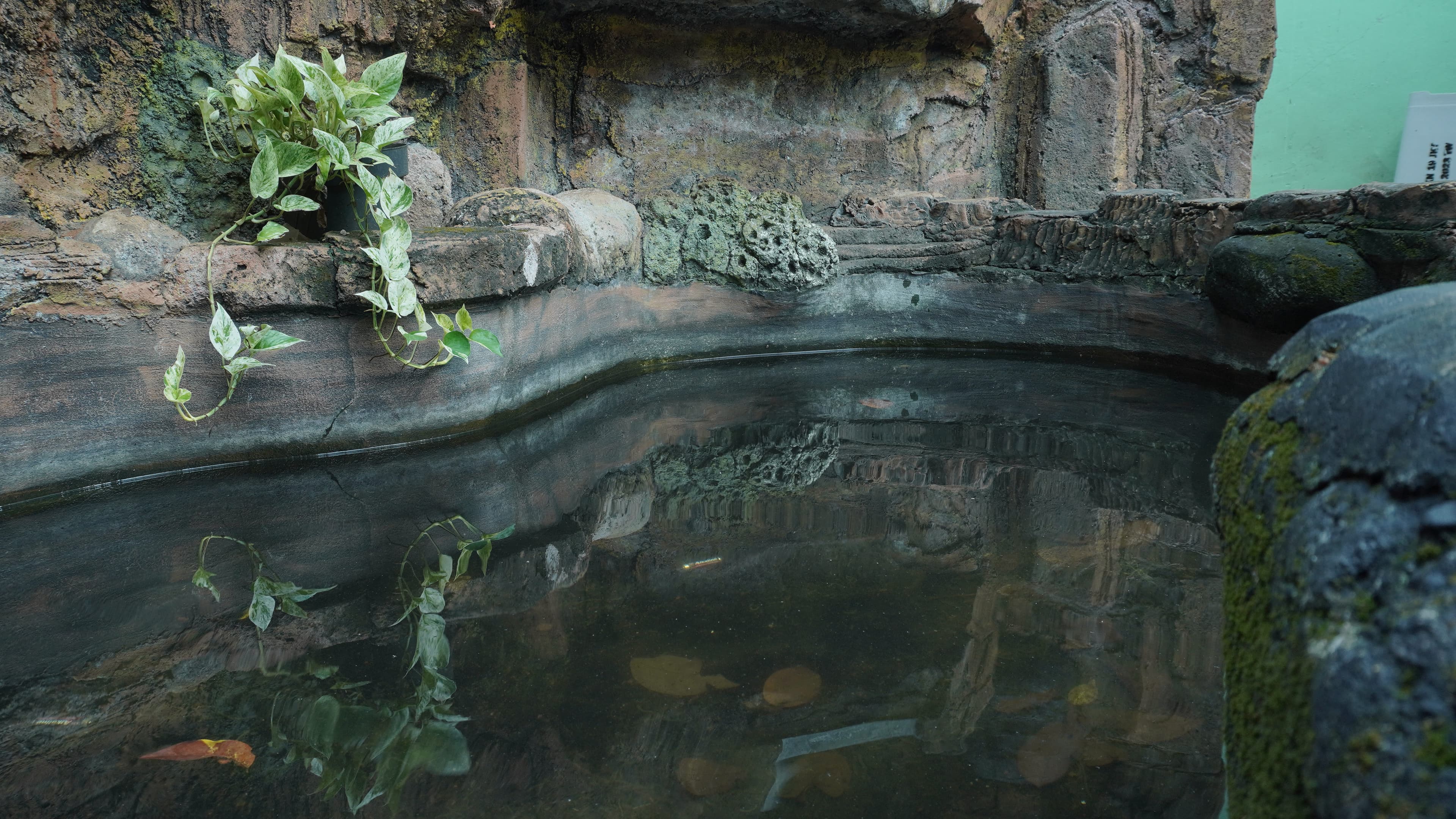 Kolam Ikan — Foto 3